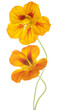 nasturtium