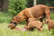 Rhodesian ridgeback