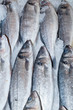 Raw Seabasses on Ice