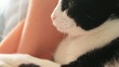 spiteful cat receiving caresses