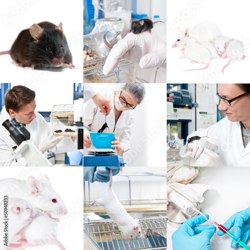 Photo: Experimental work with mice Experimental work with mice