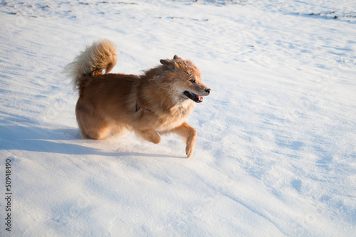 Photo: Elo rennt durch den Schnee Elo rennt durch den Schnee