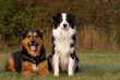 Australian Shepherd
