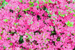 Blossoming Rhododendron bush with pink flowers