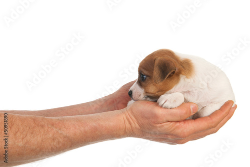 Photo: Holding cute puppy in hands Holding cute puppy in hands