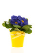 Blue Primrose
