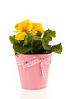 Yellow Primrose