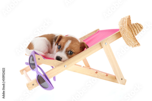 Photo: Beach puppy Beach puppy