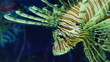 lionfish zebrafish underwater close-up
