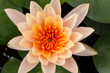 closeup lotus flower