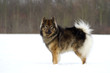 Eurasier