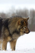 Eurasier