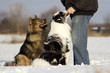Eurasier und Australian Shepherd