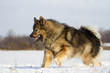 Eurasier