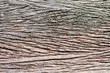 Foto: Texture of wet old wood for background. Texture of wet old wood for background.