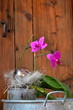 Foto: Orchidee Phalaenopsis Landhaus Dekoration Orchidee Phalaenopsis Landhaus Dekoration