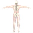 Transparent skeleton