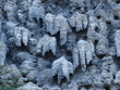 Stalactites wall, Wallenstein palace, Prague, Czech Republic