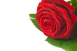 Photo: Red rose - Rosa rossa Red rose - Rosa rossa