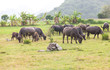 Photo: Thai buffalo Thai buffalo