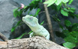 green iguana sleeping , close eyes