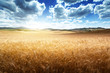 barley  hills Tuscany, Italy