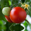 Photo: Growing tomatoes Growing tomatoes