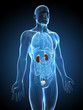 3d rendered illustration of the urinary system