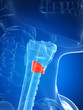 3d rendered illustration of the thyroid anatomy -