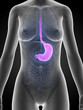 3d rendered illustration of the female stomach