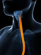 3d rendered illustration of the esophagus