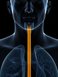 3d rendered illustration of the esophagus