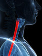3d rendered illustration of the esophagus