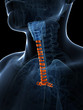 3d rendered illustration of the tracheal rings