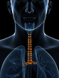 3d rendered illustration of the tracheal rings