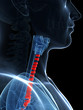 3d rendered illustration of the tracheal rings