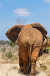 rear view of an elephant