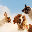 Three home pets