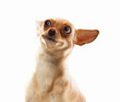 Funny dog portrait