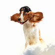 Dog-aviator wearing a helmet pilot. Collage