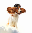 Dog-aviator wearing a helmet pilot. Collage