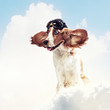 Dog-aviator wearing a helmet pilot. Collage