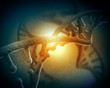 DNA molecule