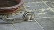 Chipmunk eating grain on the ground.
