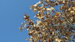 golden oak branch dry leaves move wind background blue sky
