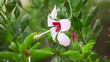 Flower of chinese hibiscus (china rose).