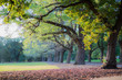 Tree in Fawkner Park