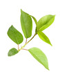 Sprout with leaf of apple-tree