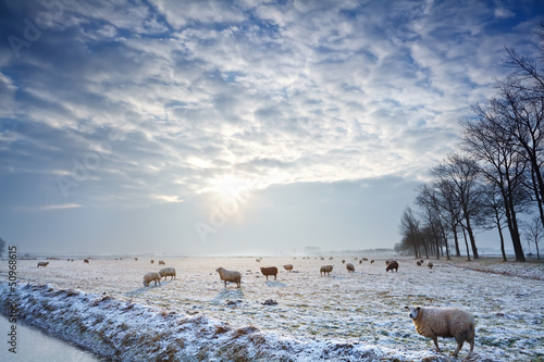 Photo: sunbeams over winter pasture with sheep sunbeams over winter pasture with sheep