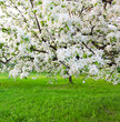Blooming apple trees over shiny blue sky in spring park